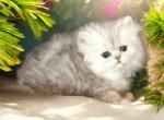 Oceanpurrz Silver Persians - Persian Kitten For Sale - 