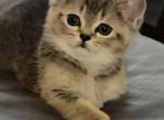 Scottish Straight Golden Ticked Shorthair Male - Scottish Fold Kitten For Sale - New Braunfels, TX, US