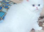 Skipper - Persian Kitten For Sale - Frisco, TX, US