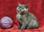 Purple - British Shorthair Kitten For Sale - Bridgewater, VA, US