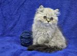 Navy - Himalayan Kitten For Sale - Bridgewater, VA, US