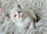 Molly - Ragdoll Kitten For Sale - Las Vegas, NV, US