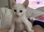 Yuki - American Shorthair Kitten For Sale - Des Plaines, IL, US