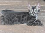 Beautiful Bengals - Bengal Kitten For Sale - 