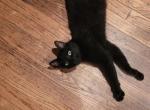 Salem - Domestic Cat For Adoption - Stratford, CT, US