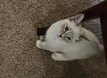 Maddie - Siamese Kitten For Sale - Overland Park, KS, US