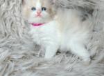 Bella - Ragdoll Kitten For Sale - Las Vegas, NV, US