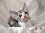 Charlie - Devon Rex Kitten For Sale