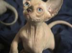Max - Sphynx Kitten For Sale - 