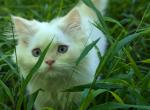 Evan red point purebred British - British Shorthair Kitten For Sale - Cleveland, OH, US
