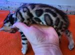 Cyprus - Bengal Kitten For Sale - FL, US