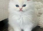 Persiankittens_ - Persian Kitten For Sale - Sacramento, CA, US