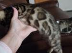 Simba - Bengal Kitten For Sale - FL, US