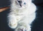 Lady 1 - Ragdoll Kitten For Sale - Guilderland, NY, US