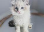 Lady - Ragdoll Kitten For Sale - Guilderland, NY, US