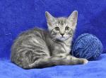 Blue - Maine Coon Kitten For Sale - Bridgewater, VA, US