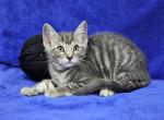 Black - Maine Coon Kitten For Sale - Bridgewater, VA, US