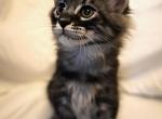 Kitten 4 - Maine Coon Kitten For Sale - Cumming, GA, US