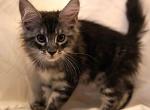 Kitten 5 - Maine Coon Kitten For Sale - Cumming, GA, US