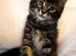 Zelda Jr - Maine Coon Kitten For Sale - 