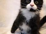 Romeo Jr - Maine Coon Kitten For Sale - 