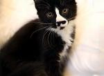 Mustachio - Maine Coon Kitten For Sale - 