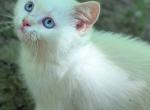 Ethan British Shorthair red point boy - British Shorthair Kitten For Sale - Cleveland, OH, US