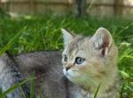 Edgar British Shorthair Tabby boy - British Shorthair Kitten For Sale - Cleveland, OH, US