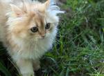 Dorian British longhair boy black golden - British Shorthair Kitten For Sale - Cleveland, OH, US