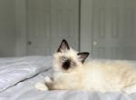 Oliver AVAILABLE - Ragdoll Kitten For Sale - Mount Vernon, WA, US
