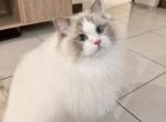 Oliver - Ragdoll Kitten For Adoption - Chicago, IL, US