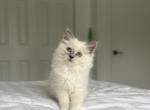 Lily AVAILABLE - Ragdoll Kitten For Sale - Mount Vernon, WA, US