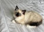 Coco AVAILABLE - Ragdoll Kitten For Sale - Mount Vernon, WA, US