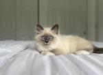 Tom AVAILABLE - Ragdoll Kitten For Sale - Mount Vernon, WA, US