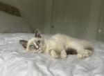 Primrose AVAILABLE - Ragdoll Kitten For Sale - Mount Vernon, WA, US