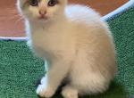 Venus - Ragdoll Kitten For Sale - 