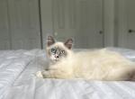 Rhys AVAILABLE - Ragdoll Kitten For Sale - Mount Vernon, WA, US