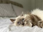 Odette AVAILABLE - Ragdoll Kitten For Sale - Mount Vernon, WA, US