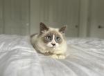 Princess Charlotte AVAILABLE - Ragdoll Kitten For Sale - Mount Vernon, WA, US