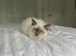 Blair AVAILABLE - Ragdoll Kitten For Sale - Mount Vernon, WA, US