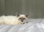 Kai AVAILABLE - Ragdoll Kitten For Sale - Mount Vernon, WA, US