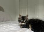 Xaden AVAILABLE - Domestic Kitten For Sale - Mount Vernon, WA, US