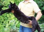 Cute Male - Maine Coon Kitten For Sale - Moscow, Moscow, RU