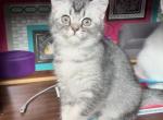 McLovin - British Shorthair Kitten For Sale - Johns Creek, GA, US