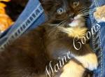 Percy - Maine Coon Kitten For Sale - Greensburg, IN, US