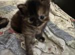 Female tortie - Maine Coon Kitten For Sale - Waterford, ME, US