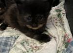 Midnights tortie - Maine Coon Kitten For Sale - Waterford, ME, US