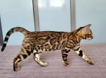 Vivien - Bengal Kitten For Sale - Miami, FL, US