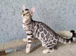 Wendy - Bengal Kitten For Sale - Miami, FL, US
