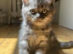 Zhizel - Scottish Straight Kitten For Sale - Hollywood, FL, US
